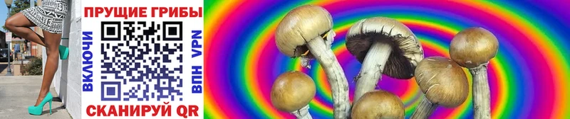 хочу   Кострома  Галлюциногенные грибы Psilocybe 